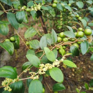 ৩ পিচ বারমাসি বড়ই চারা