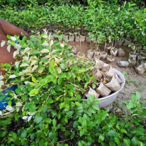 ২ পিচ বারমাসি বড়ই চারা